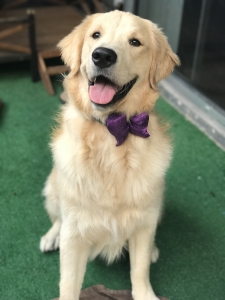 Looking for an AKC registered Female Golden to breed Listing Image