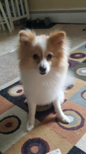 Looking to breed Listing Image