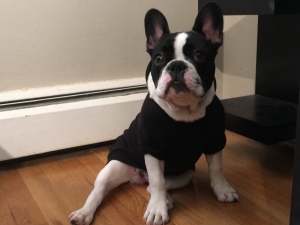 Stud Frenchie Listing Image