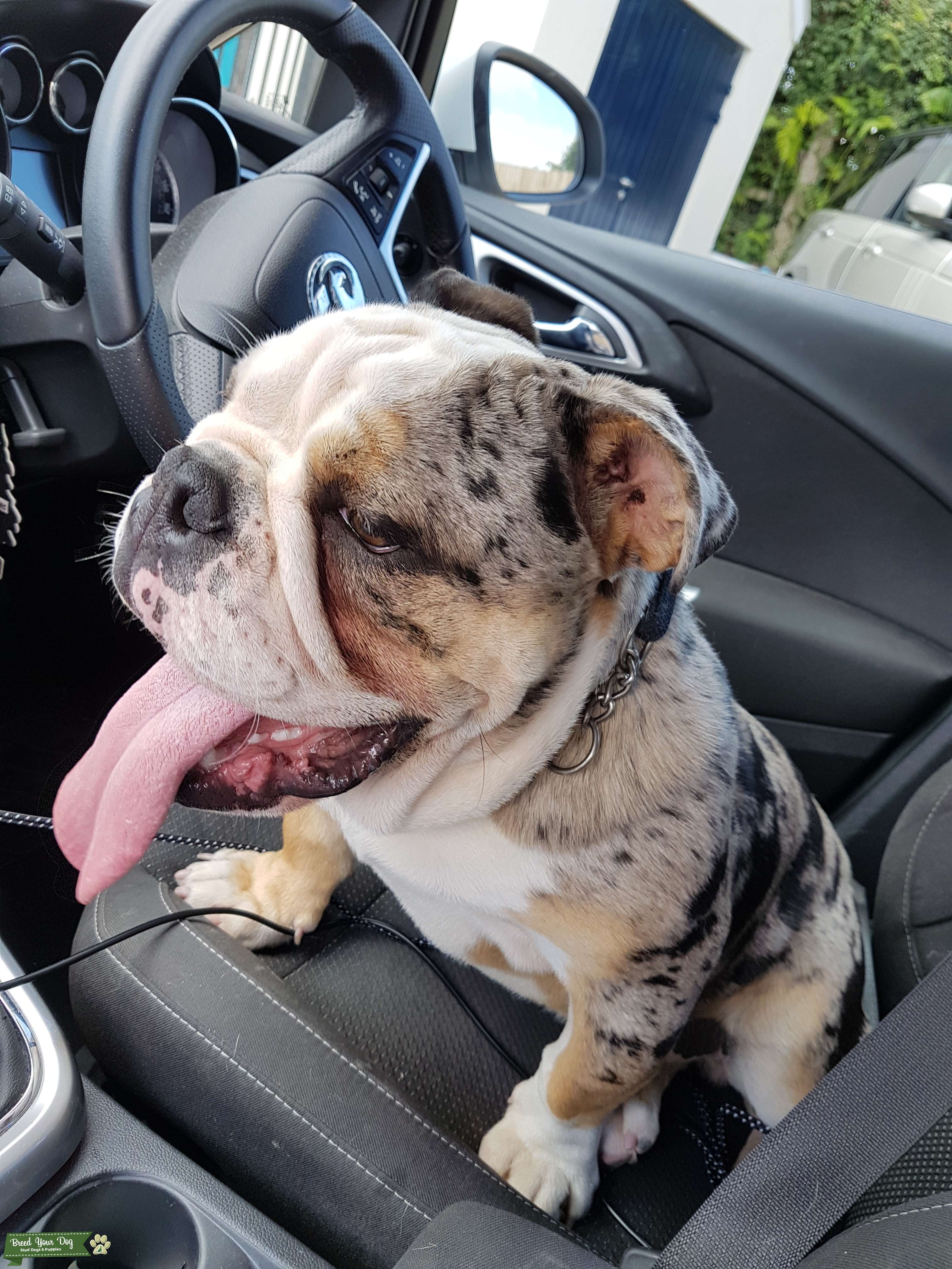 What Is A Triple Carrier Dog