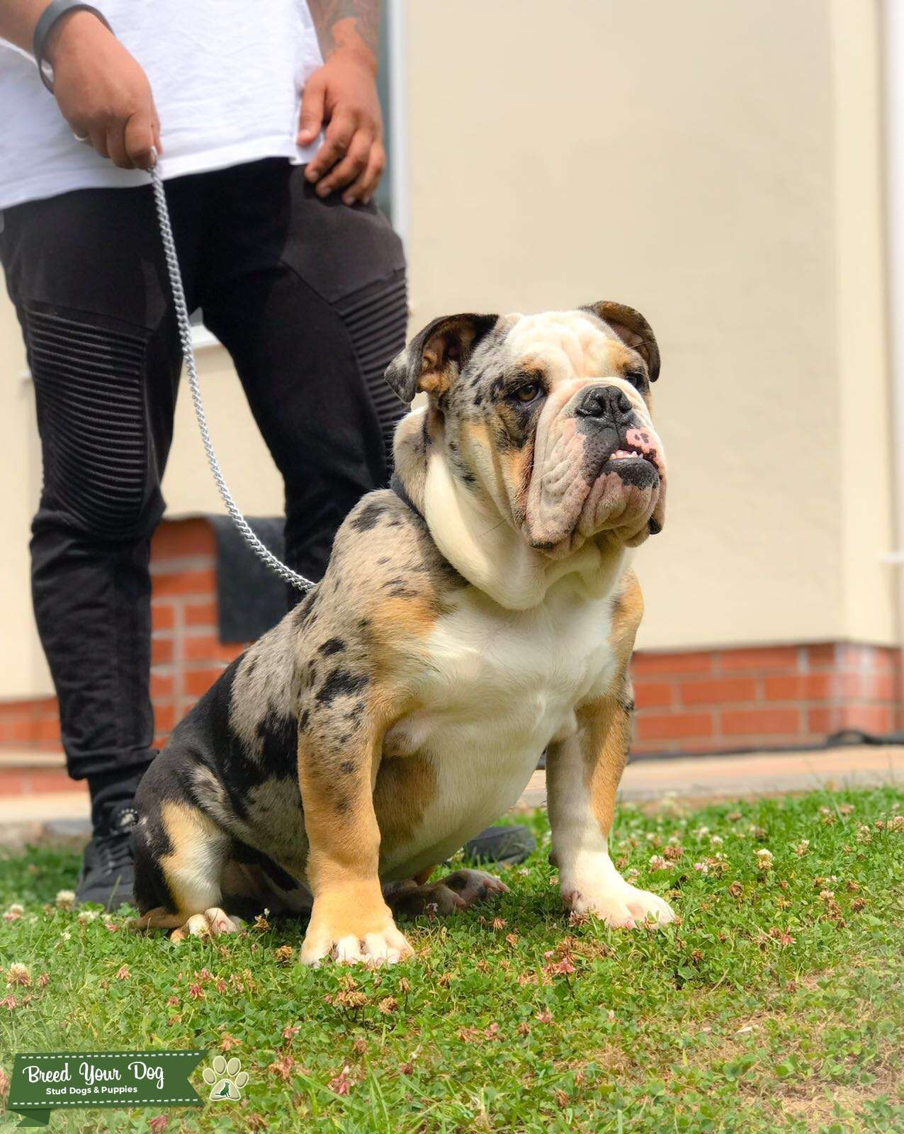 What Is A Triple Carrier Dog