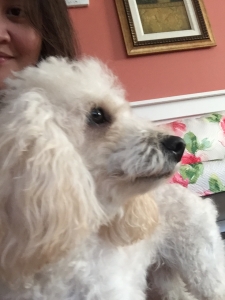 Looking for STUD for our Miniature Poodle Listing Image
