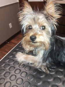 Stud dog Listing Image