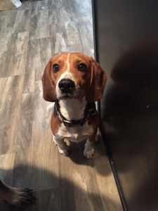 Beagle Stud Listing Image