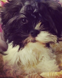 Beautiful white & black Shih Tzu Listing Image