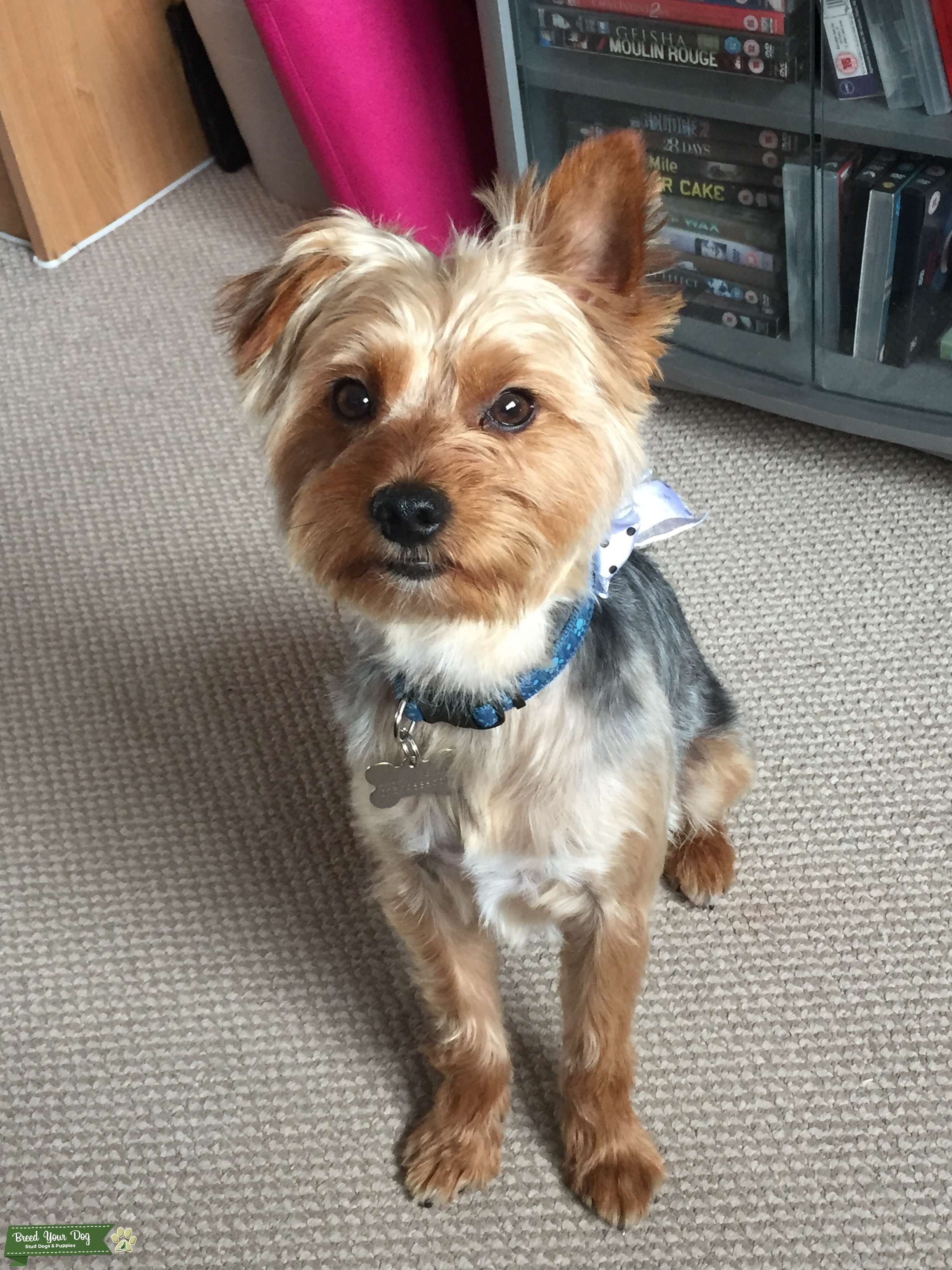 How To Find Kc Registered Breeders Haiper