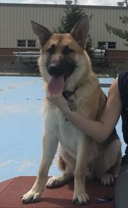 German Shepherd Stud Listing Image
