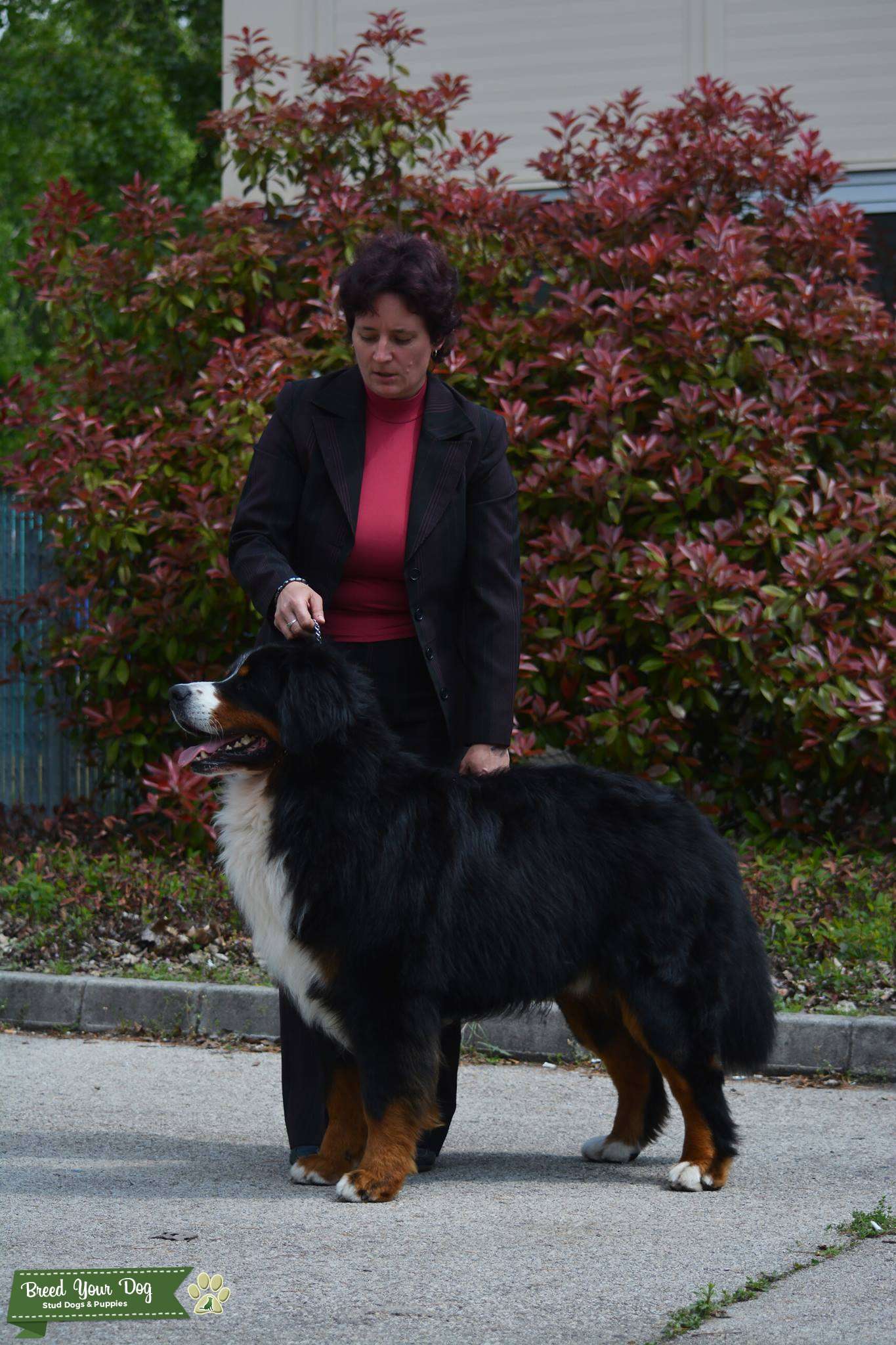 champion bernese mountain dog
