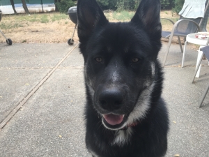 Husky Shepherd Mix Listing Image