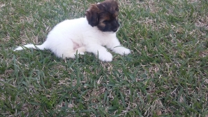 Shih Tzu/Dachshund  Listing Image