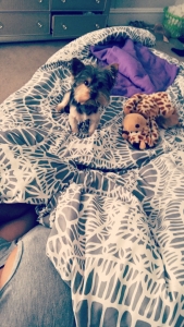LOOKING TO BREED MY 5lb yorkie!! Listing Image