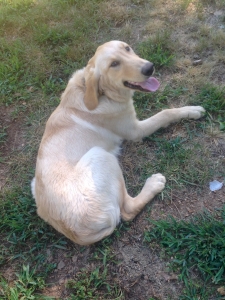 Ollie  Listing Image
