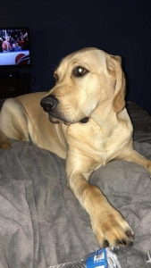 Yellow Lab Stud Listing Image