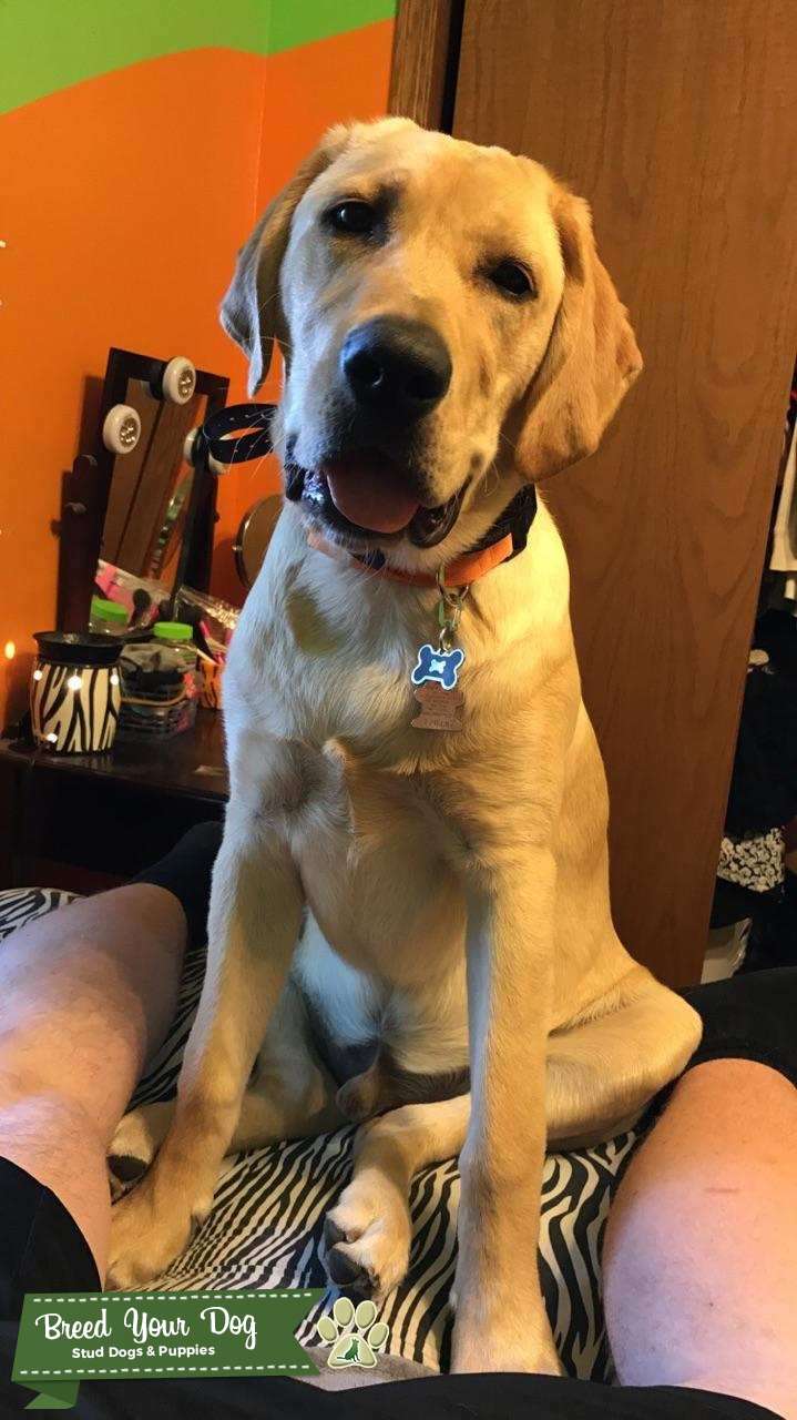 Yellow Lab Stud Stud Dog Wisconsin Breed Your Dog