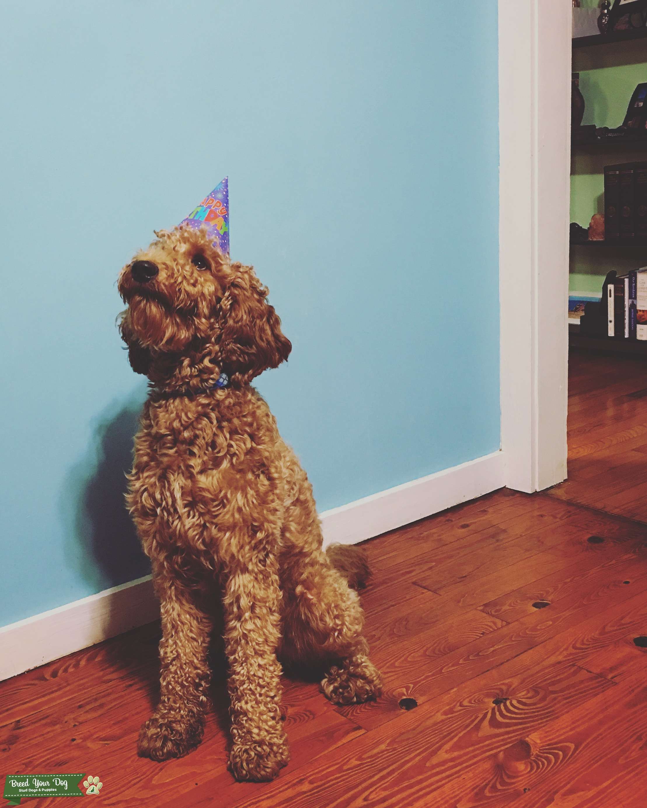 Goldendoodle Stud Dog Buford GA Breed Your Dog