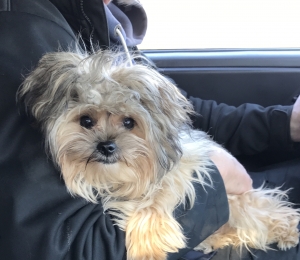 Handsome Morkie Listing Image