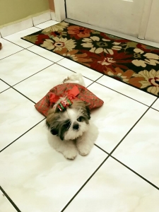 Looking for a SHIH TZU male to breed with my beautiful female Listing Image