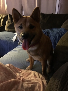 Shiba inu female looking for stud Listing Image