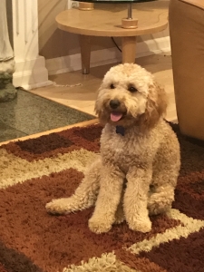  Young stud    Mini goldendoodle  Listing Image