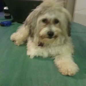Smart sweet small Havanese  Listing Image