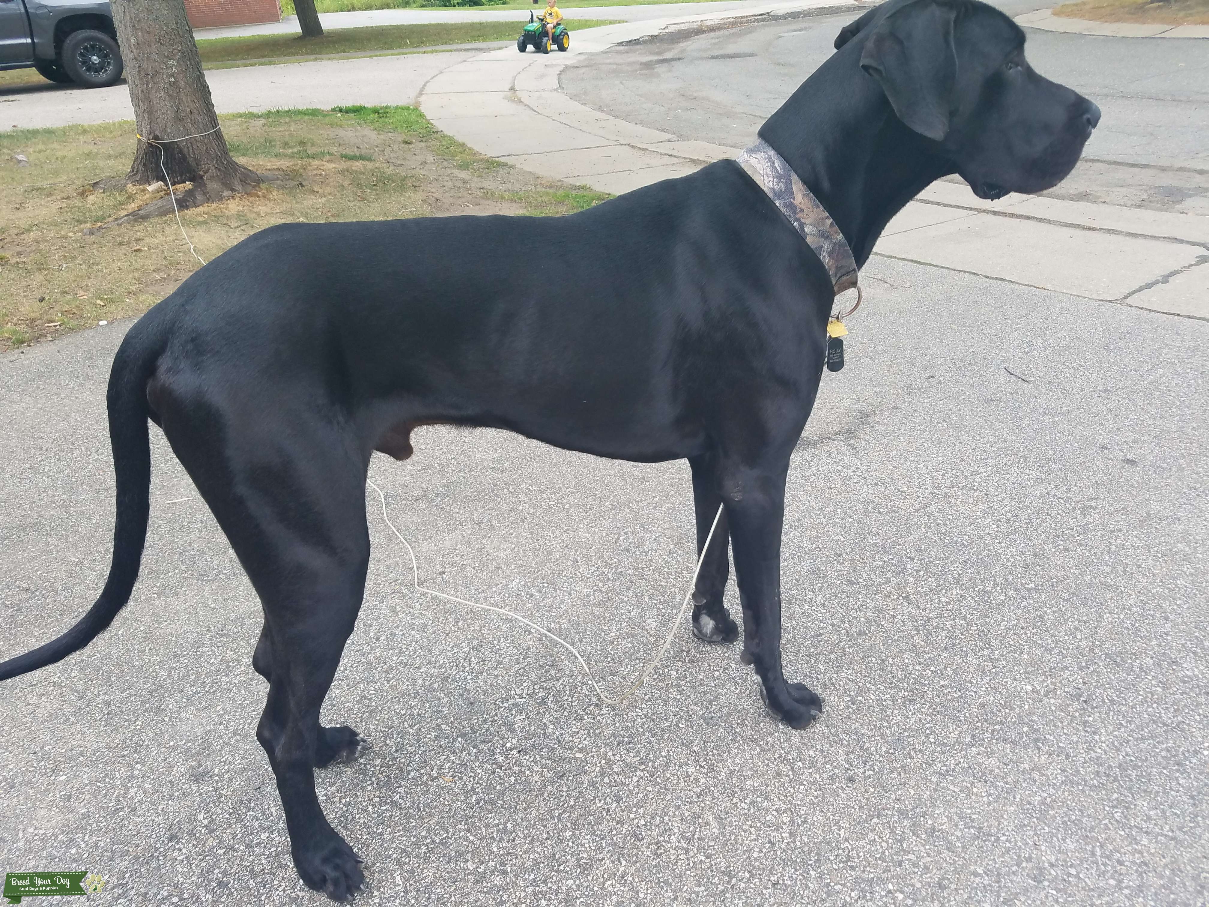 Beautiful, sweet Great Dane! Stud Dog in Eastern , the United States