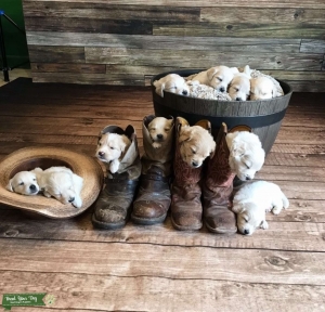 Wanted Small AKC Golden to breed  Listing Image