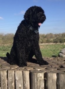 Proven Russian Black Terrier  Listing Image