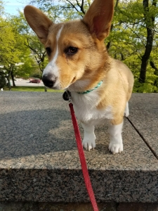 Pembroke Welsh corgi Listing Image