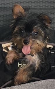 Teacup Yorkie Stud Listing Image