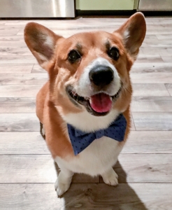 Corgi  Listing Image