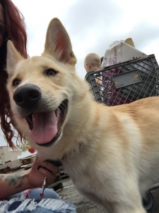 German Shepherd/ Husky Mix Listing Image