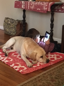 Yellow Labrador Retriever-Honestly the most calm and gentle dog ever Listing Image