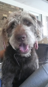 F1 Labradoodle Stud Listing Image