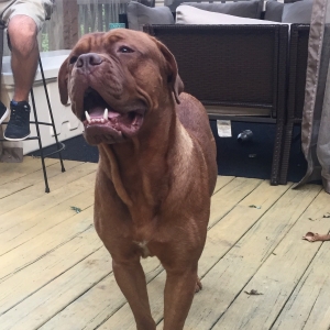 French Mastiff ready to go Listing Image