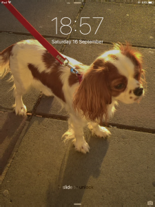 White and brown King Charles  Listing Image