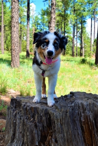 Blue Merle Beauty Listing Image