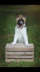 Looking for a female to breed with  Listing Image