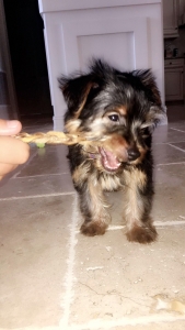 Yorkie Male Stud for Breed Listing Image