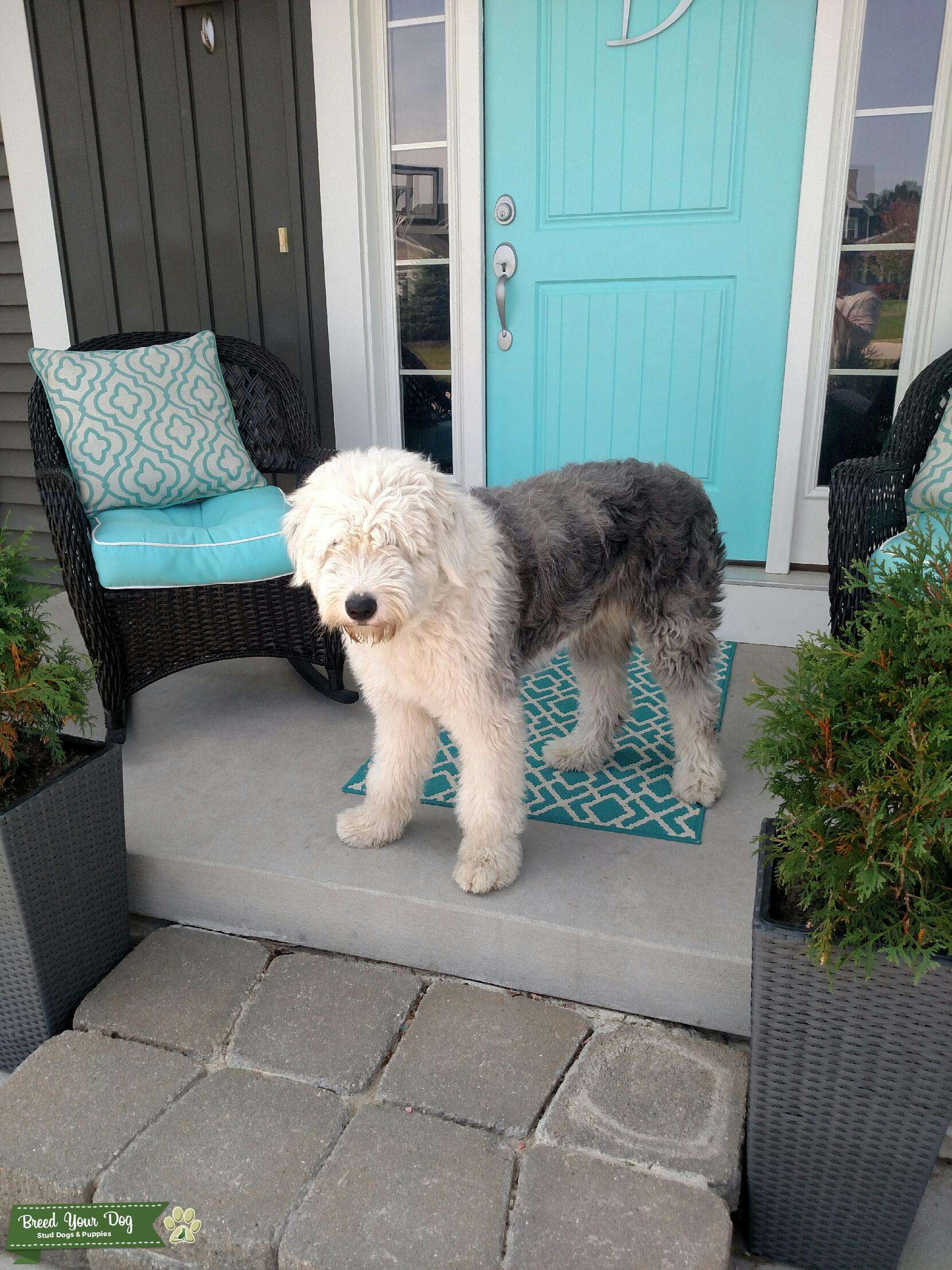 akc old english sheepdog