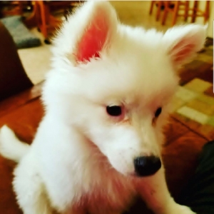 Young American Eskimo Stud Listing Image