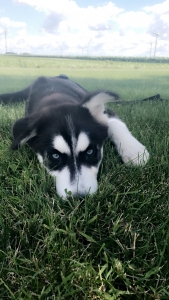 AKC registered 7 month old purebreed Siberian Husky Listing Image