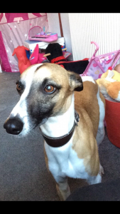Stunning Whippet Stud Listing Image