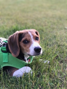 Beagle for stud Listing Image