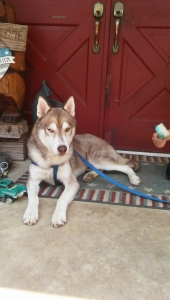 Siberian Husky Listing Image