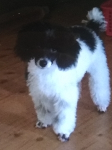 Male Dog Stud Listing Image