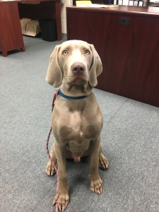 Weimaraner Stud Listing Image