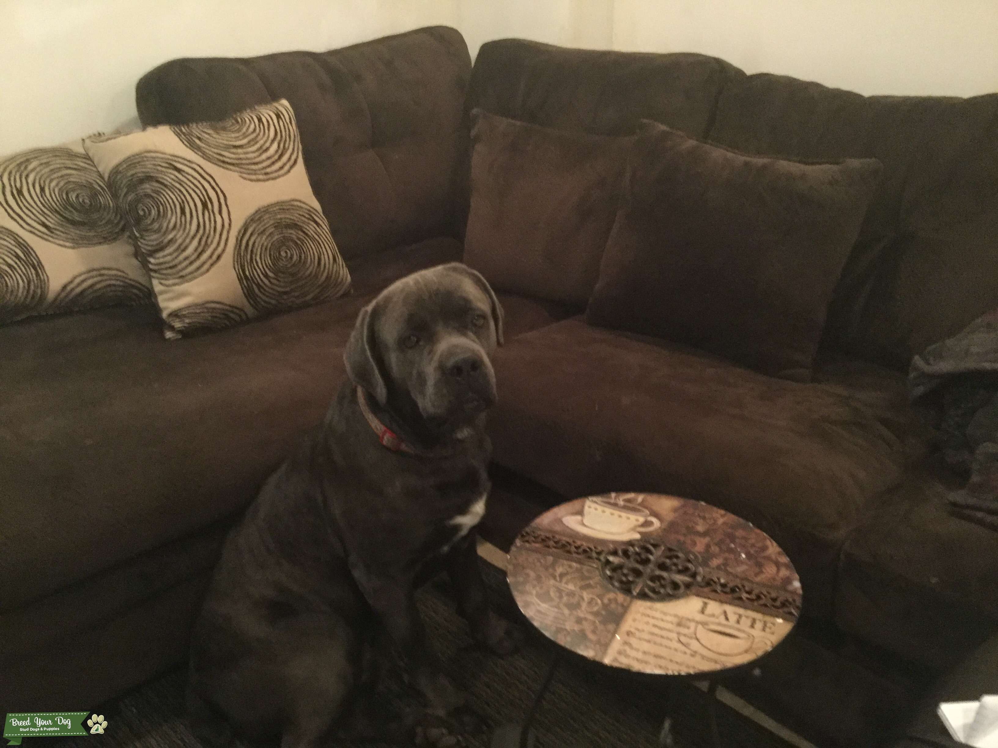 Male handsome Blue Cane Corso ready to mate, breed Stud Dog in
