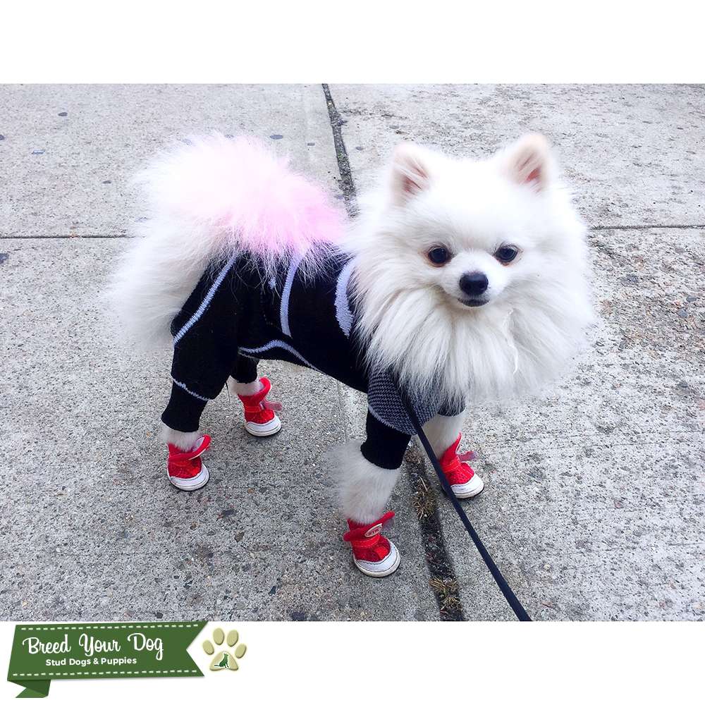 Stud Dog - White Toy Pomeranian - Breed Your Dog