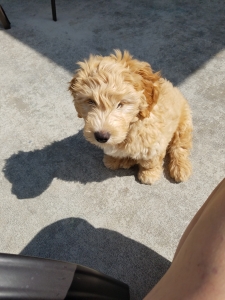 Mini Golden-Doodle Stud Listing Image