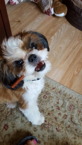 Shih Tzu male for breed Listing Image